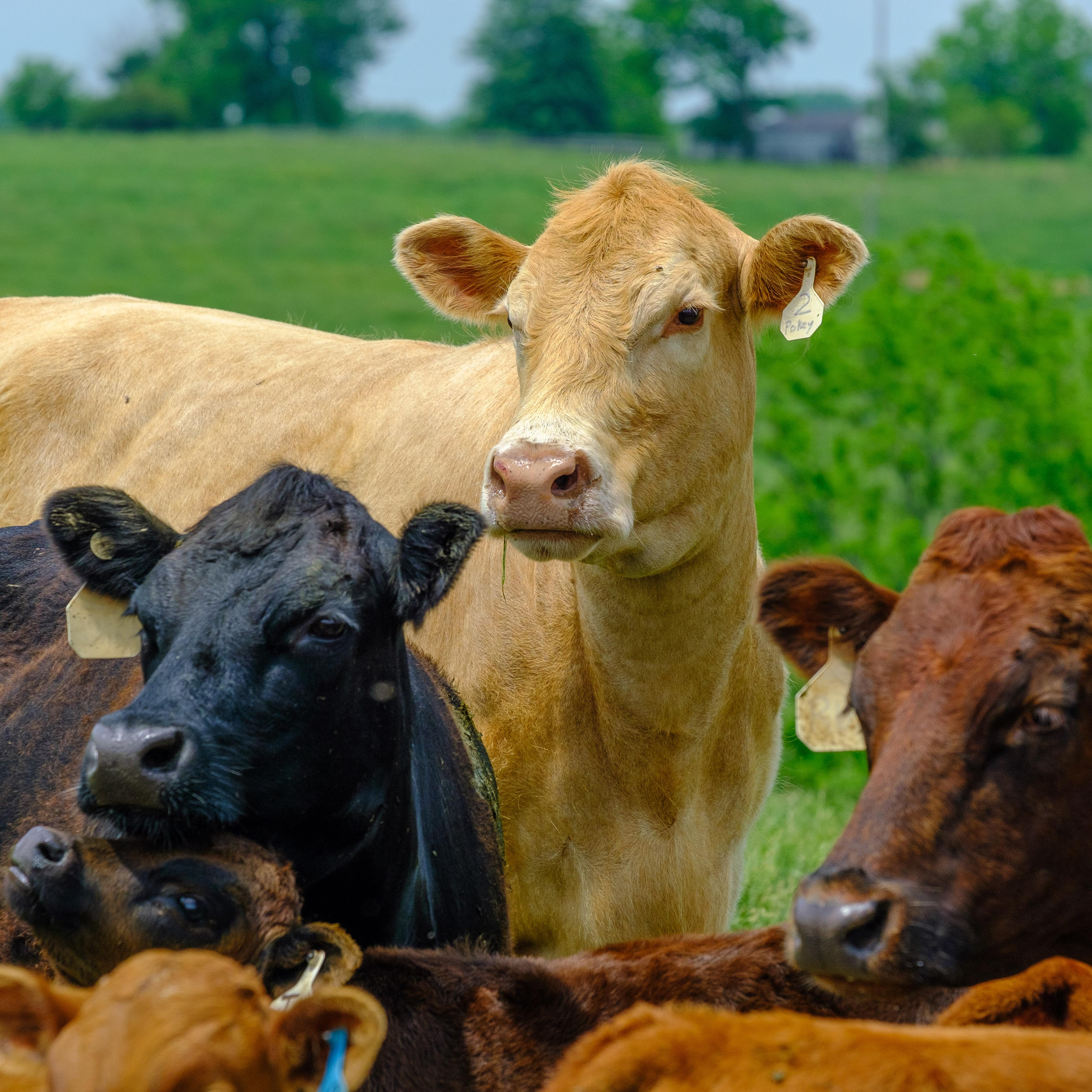 Beef cattle grouped together in a field