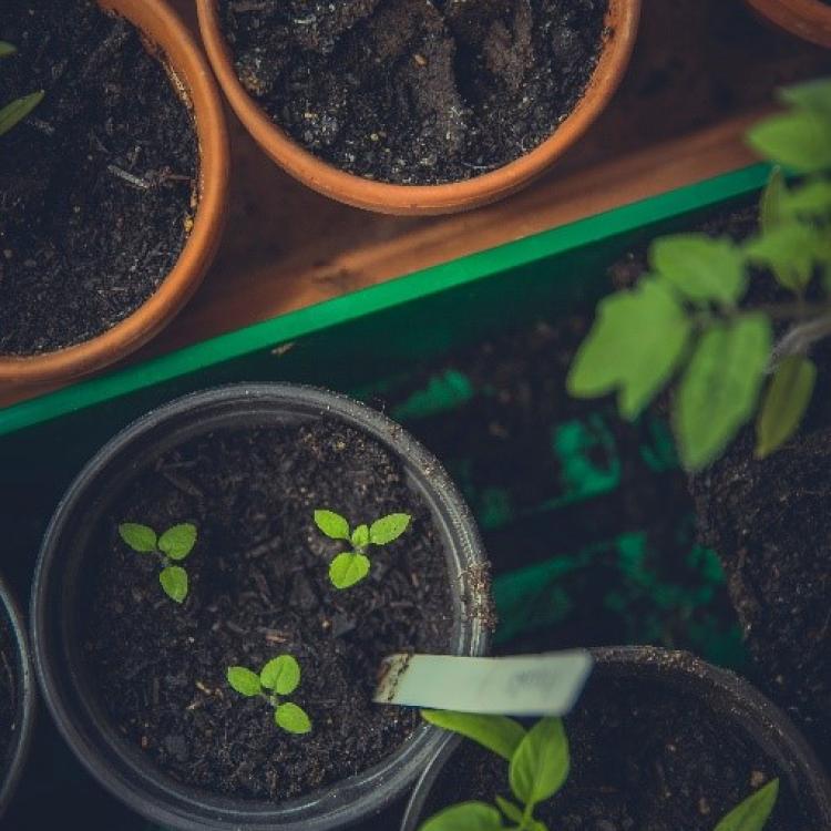  windowsill garden pots